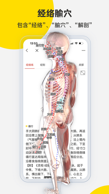 3Dbody解剖